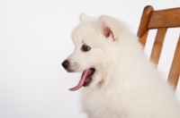 Picture of American Eskimo puppy in studio