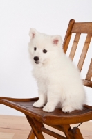 Picture of American Eskimo puppy on chair