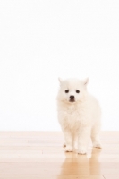 Picture of American Eskimo puppy on white background