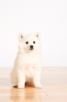 Picture of American Eskimo puppy on white background