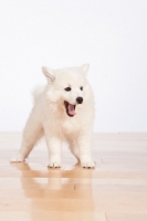 Picture of American Eskimo puppy on white background