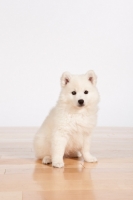 Picture of American Eskimo puppy on white background