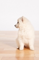 Picture of American Eskimo puppy sitting on floor