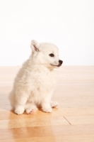 Picture of American Eskimo puppy sitting on white background