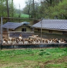 Picture of american foxhounds at their kennels, middleburgh foxhounds
