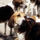 Picture of american foxhounds, middleburgh foxhounds