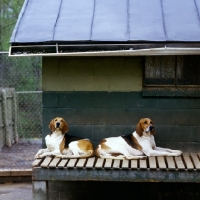 Picture of american foxhounds, middleburgh foxhounds