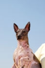 Picture of American Hairless Terrier, blue sky background