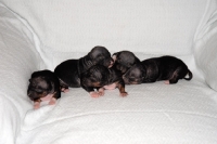 Picture of American Hairless Terrier puppies with early mousy coat, ten days old