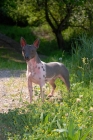 Picture of American Hairless Terrier standing in greenery