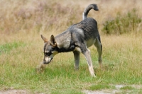 Picture of American Indian Dog on grass