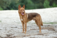 Picture of American Indian Dog on sand