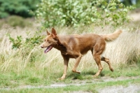 Picture of american indian dog trotting