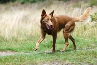 Picture of american indian dog trotting