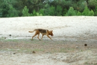 Picture of American Indian Dog walking