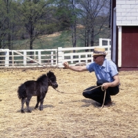 Picture of American miniature horse foal with owner, shadyacres