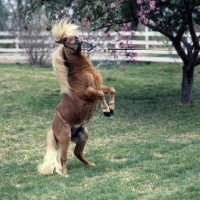 Picture of American miniature horse rearing, shadyacres jonko
