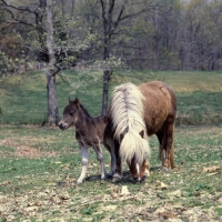 Picture of american miniature horse with foal, shadyacres 