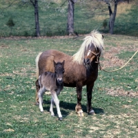 Picture of American Miniature horse with foal, shadyacres