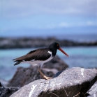 Picture of american oystercatcher on rock, hood island, galapagos islands