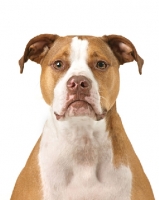 Picture of American Pit Bull Terrier front view