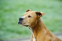 Picture of American Pit Bull Terrier head study