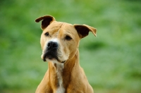 Picture of American Pit Bull Terrier head study