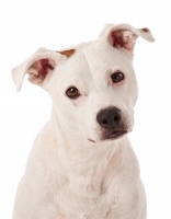 Picture of American Pit Bull Terrier head study