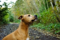Picture of American Pit Bull Terrier in forest