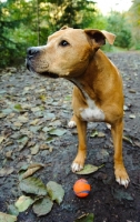 Picture of American Pit Bull Terrier in front of ball