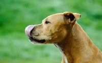 Picture of American Pit Bull Terrier licking lips