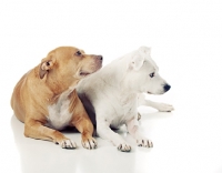 Picture of American Pit Bull Terrier looking away, lying down on white background