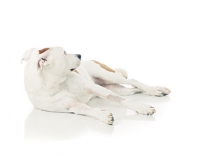 Picture of American Pit Bull Terrier looking away, resting