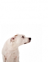 Picture of American Pit Bull Terrier looking away