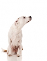 Picture of American Pit Bull Terrier looking up