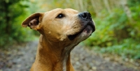 Picture of American Pit Bull Terrier looking up