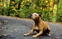 Picture of American Pit Bull Terrier lying down on forest path