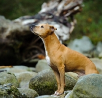 Picture of American Pit Bull Terrier near rocks