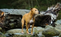 Picture of American Pit Bull Terrier on big rocks