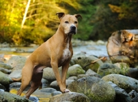 Picture of American Pit Bull Terrier on rocks