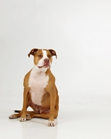 Picture of American Pit Bull Terrier on white background