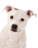 Picture of American Pit Bull Terrier portrait