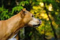 Picture of American Pit Bull Terrier profile, licking lips