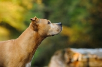 Picture of American Pit Bull Terrier profile