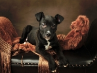 Picture of American Pit Bull Terrier puppy