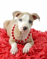 Picture of American Pit Bull Terrier puppy wearing necklace