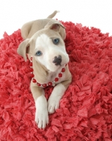 Picture of American Pit Bull Terrier puppy wearing beaded necklace