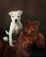 Picture of American Pit Bull Terrier puppy with toy