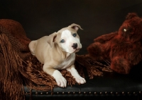 Picture of American Pit Bull Terrier puppy