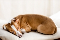 Picture of American Pit Bull Terrier resting